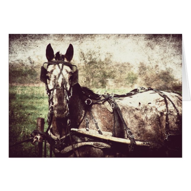 Appaloosa Horse (Devant horizontal)