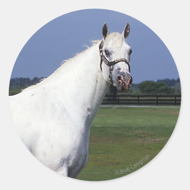 Appaloosa Horse Classic Round Sticker (Front)