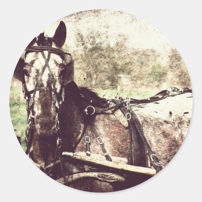 Appaloosa Horse Classic Round Sticker (Front)