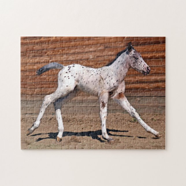 Appaloosa Horse Foal Running Jigsaw Puzzle (Horizontal)