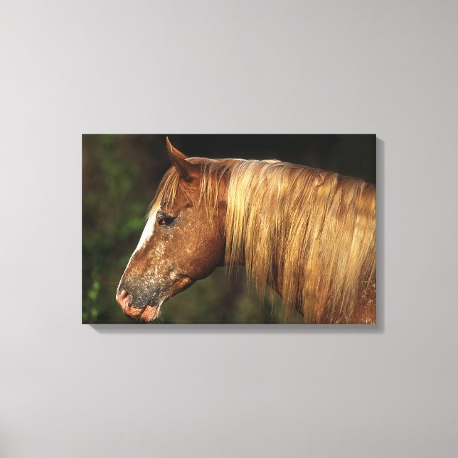 Appaloosa Horse Headshot 1 Canvas Print (Front)