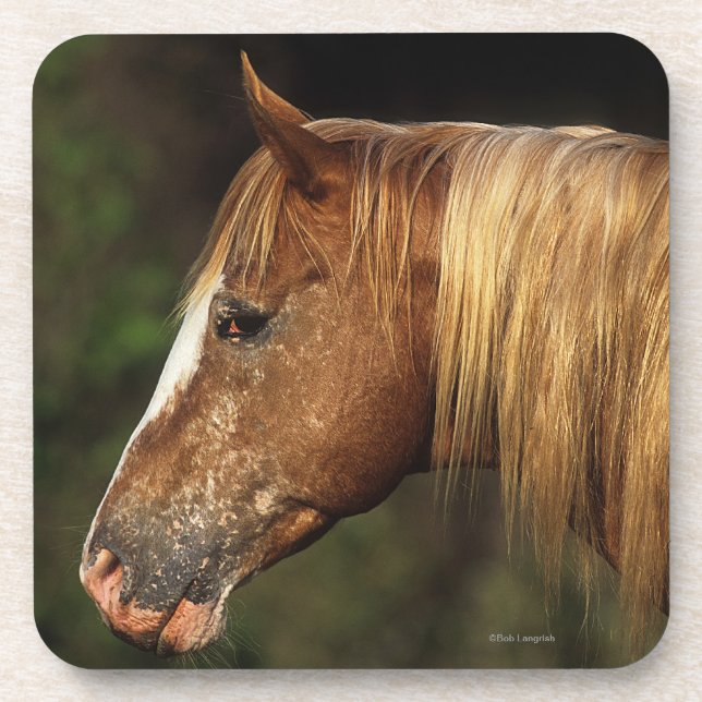 Appaloosa Horse Headshot 1 Coaster (Front)