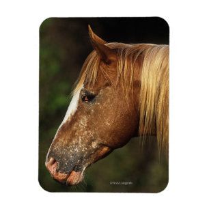 Appaloosa Horse Headshot 1 Magnet