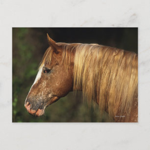Appaloosa Horse Headshot 1 Postcard
