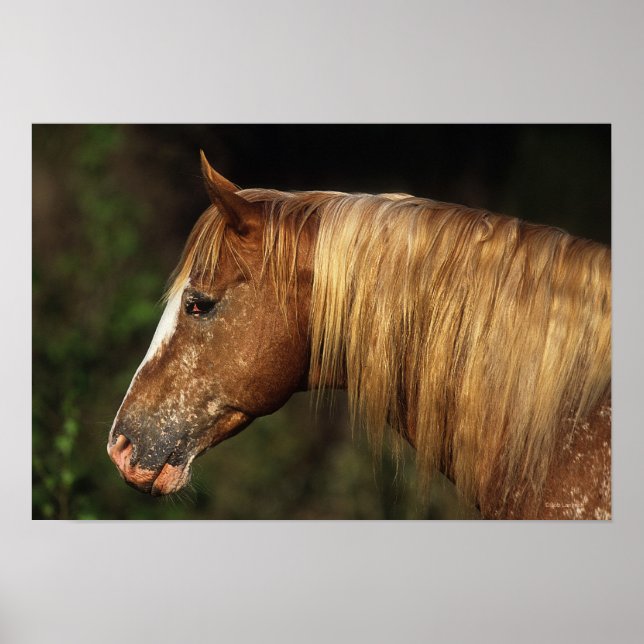 Appaloosa Horse Headshot 1 Poster (Front)