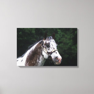Appaloosa Horse Headshot 2 Canvas Print