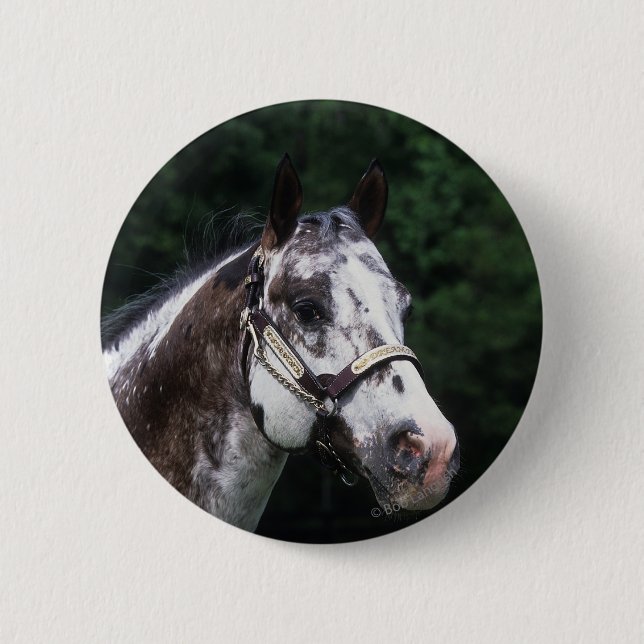Appaloosa Horse Headshot 2 Inch Round Button (Front)