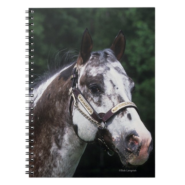 Appaloosa Horse Headshot 2 Notebook (Front)
