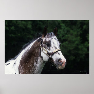 Appaloosa Horse Headshot 2 Poster