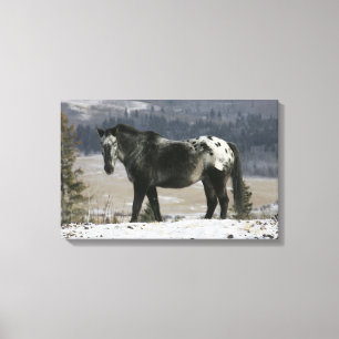Appaloosa Horse in the Snow Canvas Print