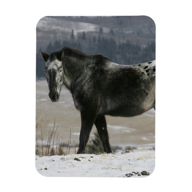 Appaloosa Horse in the Snow Magnet (Vertical)