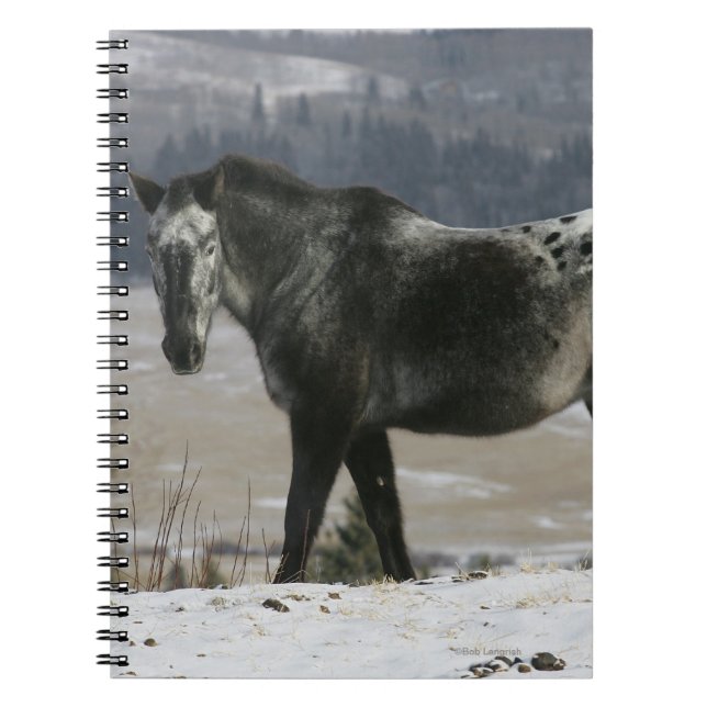 Appaloosa Horse in the Snow Notebook (Front)