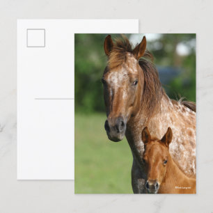 Appaloosa Horse Mare and Foal Headshot Postcard
