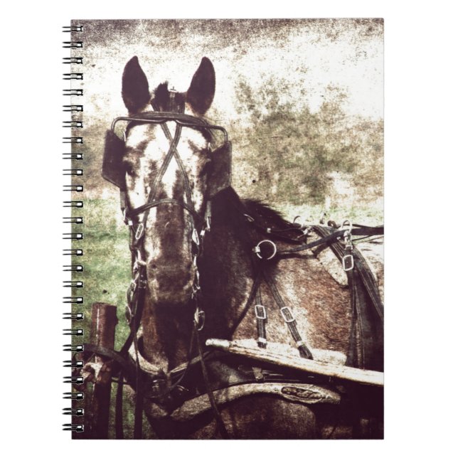 Appaloosa Horse Notebook (Front)