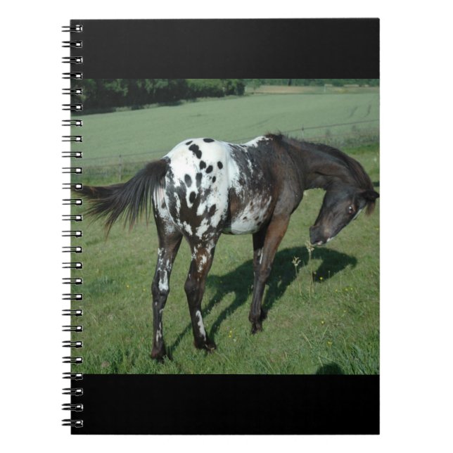 Appaloosa Horse Notebook (Front)