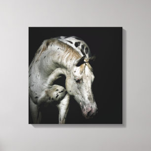 Appaloosa Horse photo Canvas Print