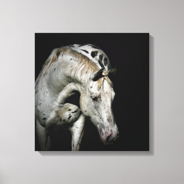 Appaloosa Horse photo Canvas Print (Front)