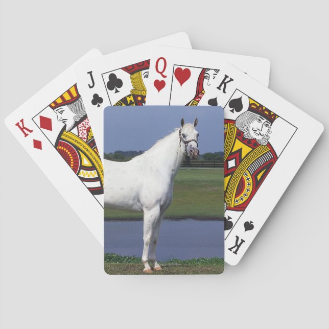 Appaloosa Horse Playing Cards (Back)