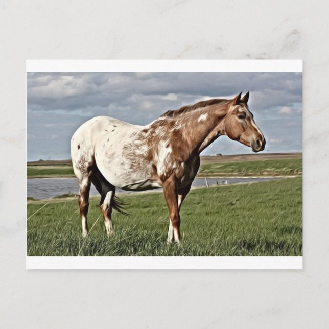 Appaloosa horse postcard (Front)