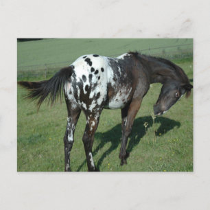 Appaloosa Horse Postcard