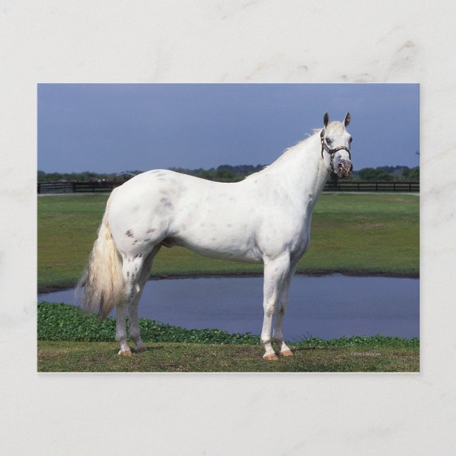 Appaloosa Horse Postcard (Front)