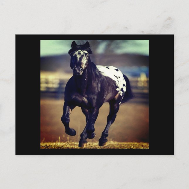 Appaloosa Horse Postcard (Front)