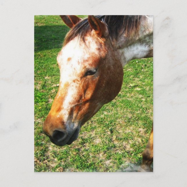 Appaloosa Horse Postcard (Front)