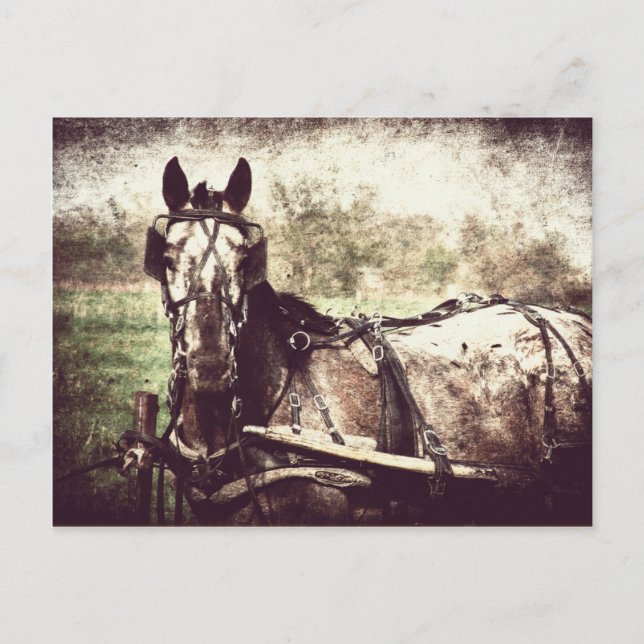 Appaloosa Horse Postcard (Front)