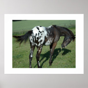 Appaloosa Horse Poster