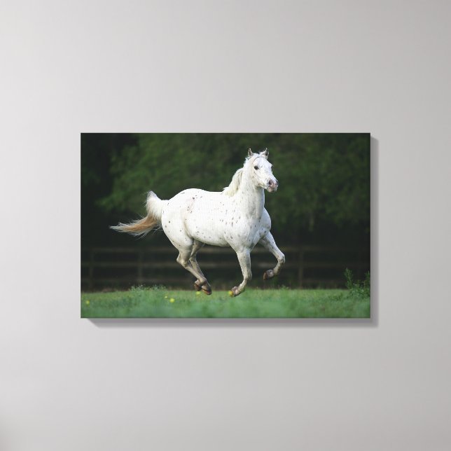 Appaloosa Horse Running 1 Canvas Print (Front)