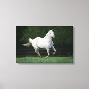 Appaloosa Horse Running 1 Canvas Print
