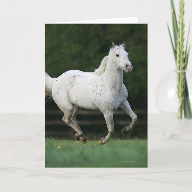 Appaloosa Horse Running 1 Card (Front)
