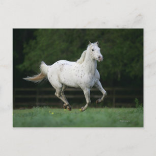 Appaloosa Horse Running 1 Postcard