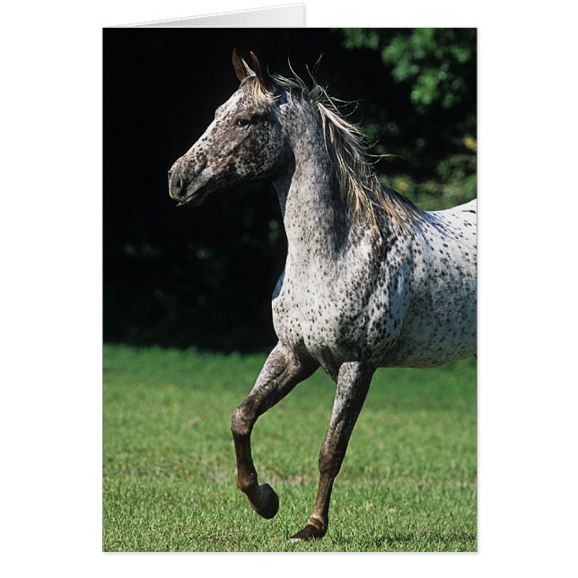 Appaloosa Horse Running 2 (Front)