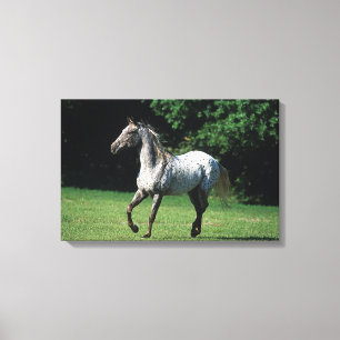 Appaloosa Horse Running 2 Canvas Print