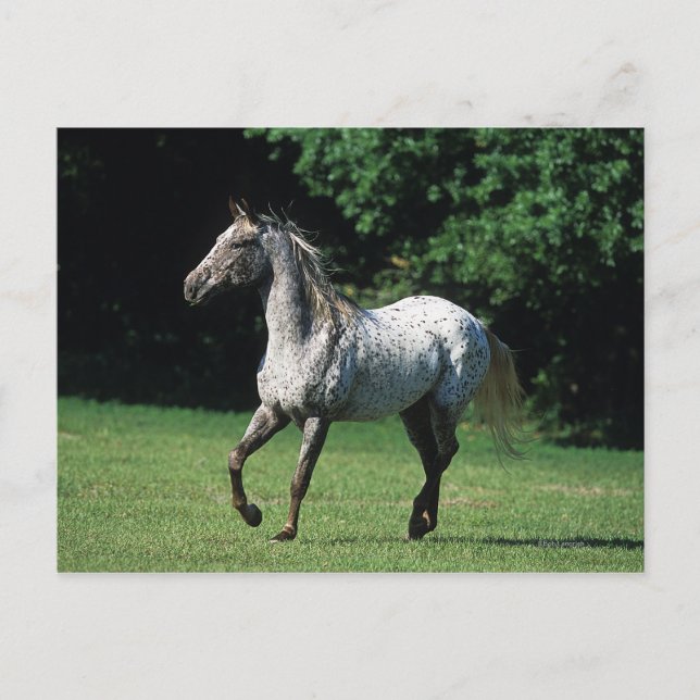 Appaloosa Horse Running 2 Postcard (Front)