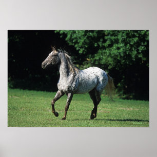 Appaloosa Horse Running 2 Poster