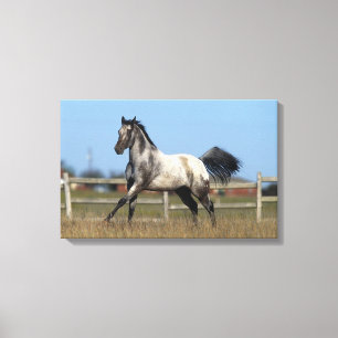 Appaloosa Horse Running 3 Canvas Print