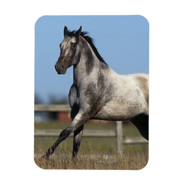Appaloosa Horse Running 3 Magnet (Vertical)