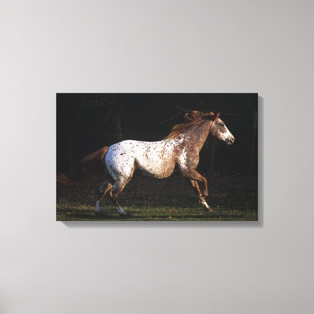 Appaloosa Horse Running 4 Canvas Print (Front)