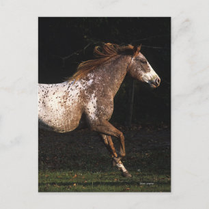 Appaloosa Horse Running 4 Postcard