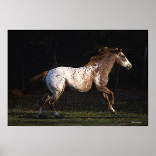 Appaloosa Horse Running 4 Poster