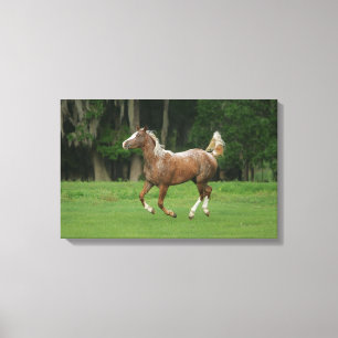 Appaloosa Horse Running Canvas Print