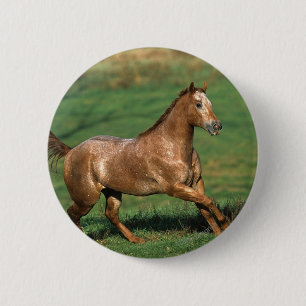 Appaloosa Horse Running in Grassy Field 2 Inch Round Button