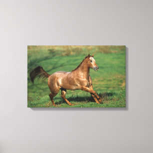 Appaloosa Horse Running in Grassy Field Canvas Print