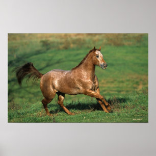 Appaloosa Horse Running in Grassy Field Poster