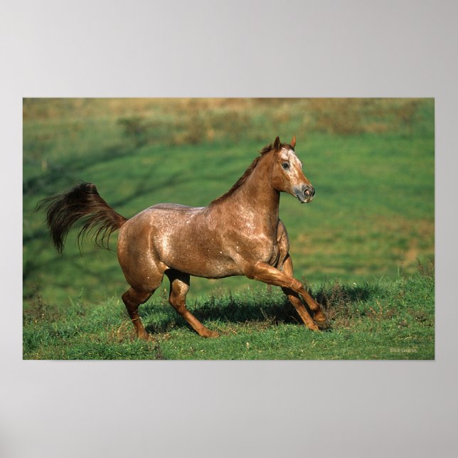 Appaloosa Horse Running in Grassy Field Poster (Front)