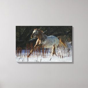 Appaloosa Horse Running in the Snow Canvas Print