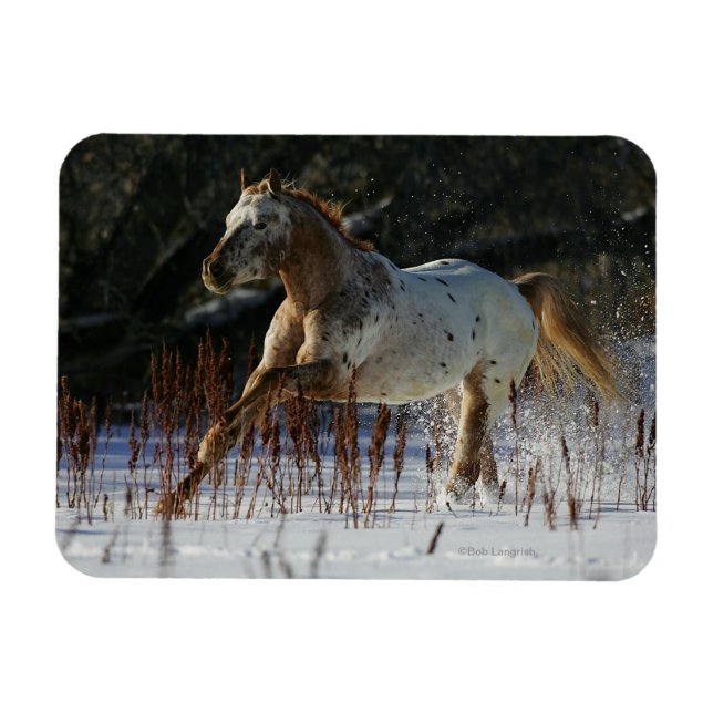 Appaloosa Horse Running in the Snow Magnet (Horizontal)
