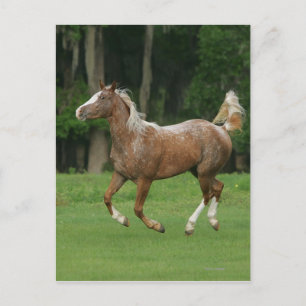 Appaloosa Horse Running Postcard